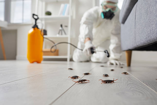 Commercial Rodent Management in Havre